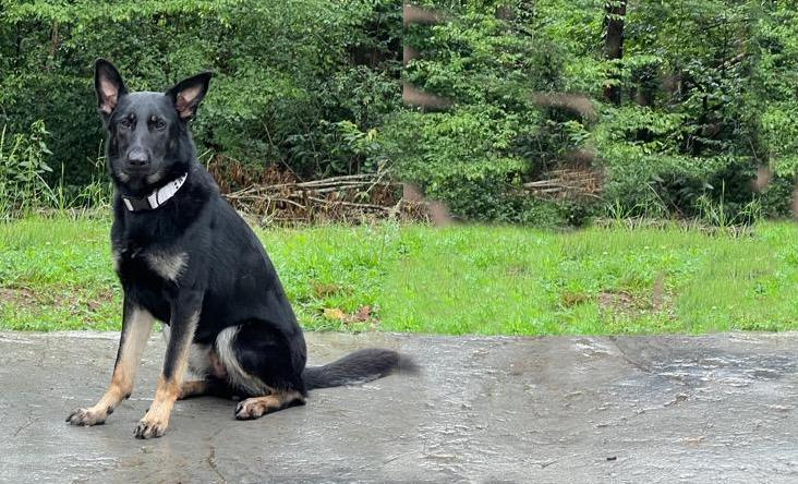 Black and tan German Shepherd sits on concrete, looking forward. Green grass and trees in background.