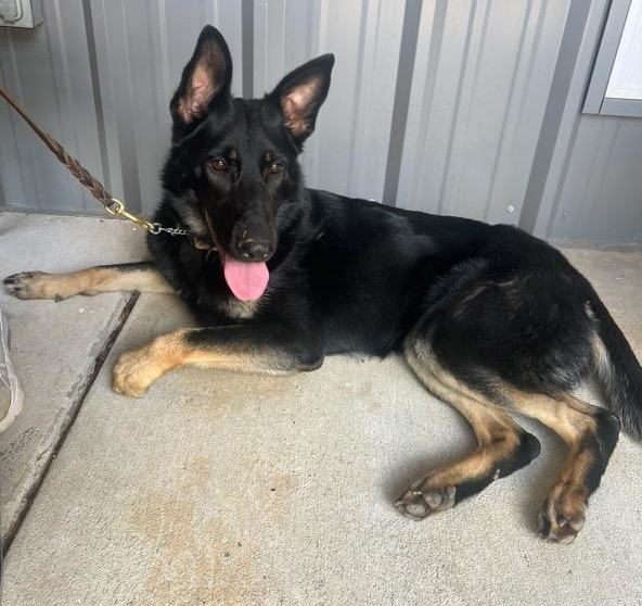 Black and tan German Shepherd dog lying down, tongue out. Leash attached, inside a building.