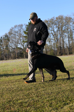 A person trains a black dog outdoors. The dog is walking and looking up.