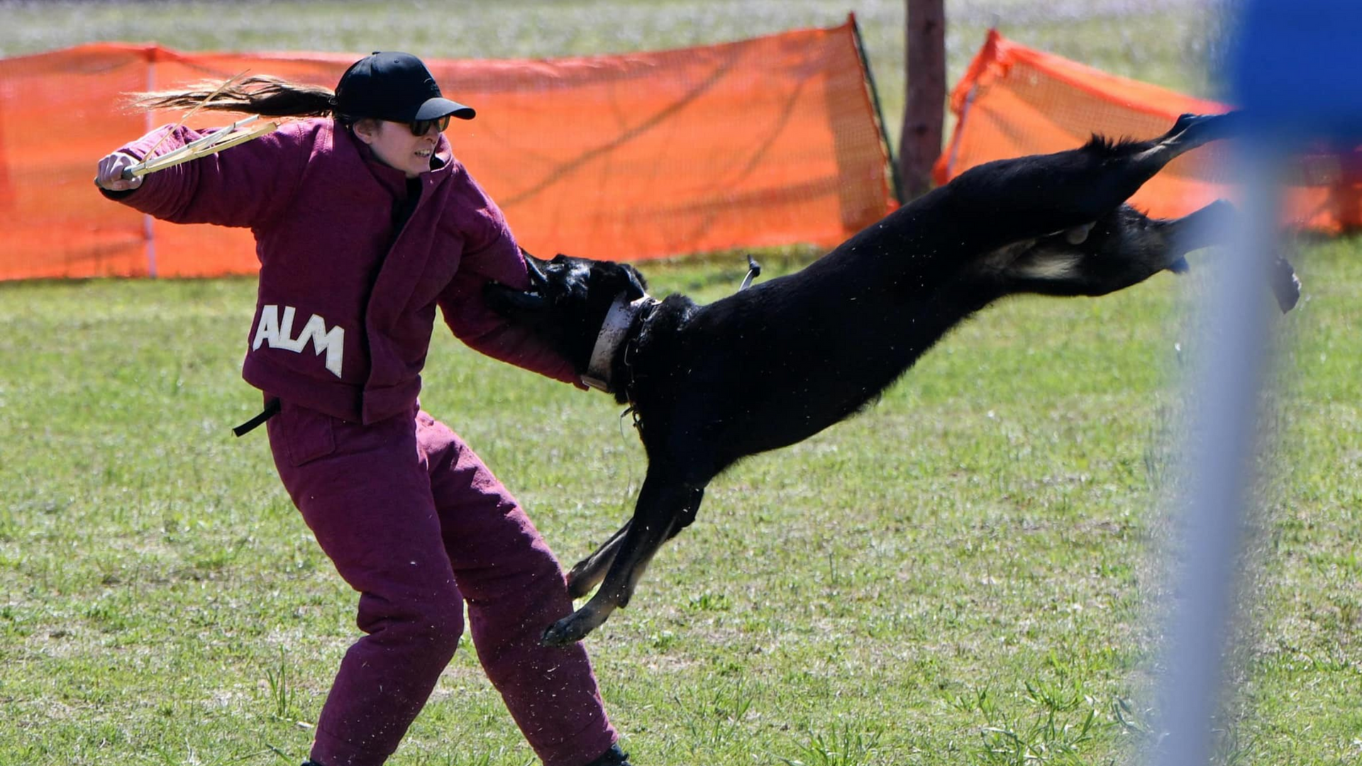 Person in protective suit, training a black dog outdoors, dog leaping, with orange barrier in the background.
