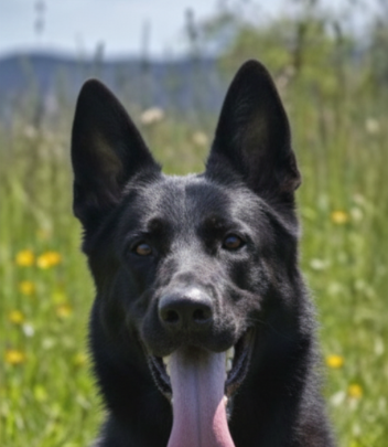 Black German Shepherd dog with tongue out, in a green field with mountains in the background.