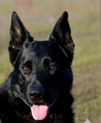 Black German Shepherd dog, brown eyes, pink tongue, green background.