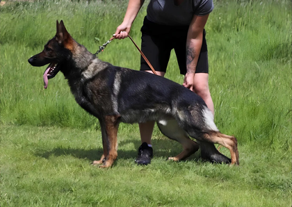 Man in black walking a black dog on a grassy field; they appear to be participating in a training exercise.