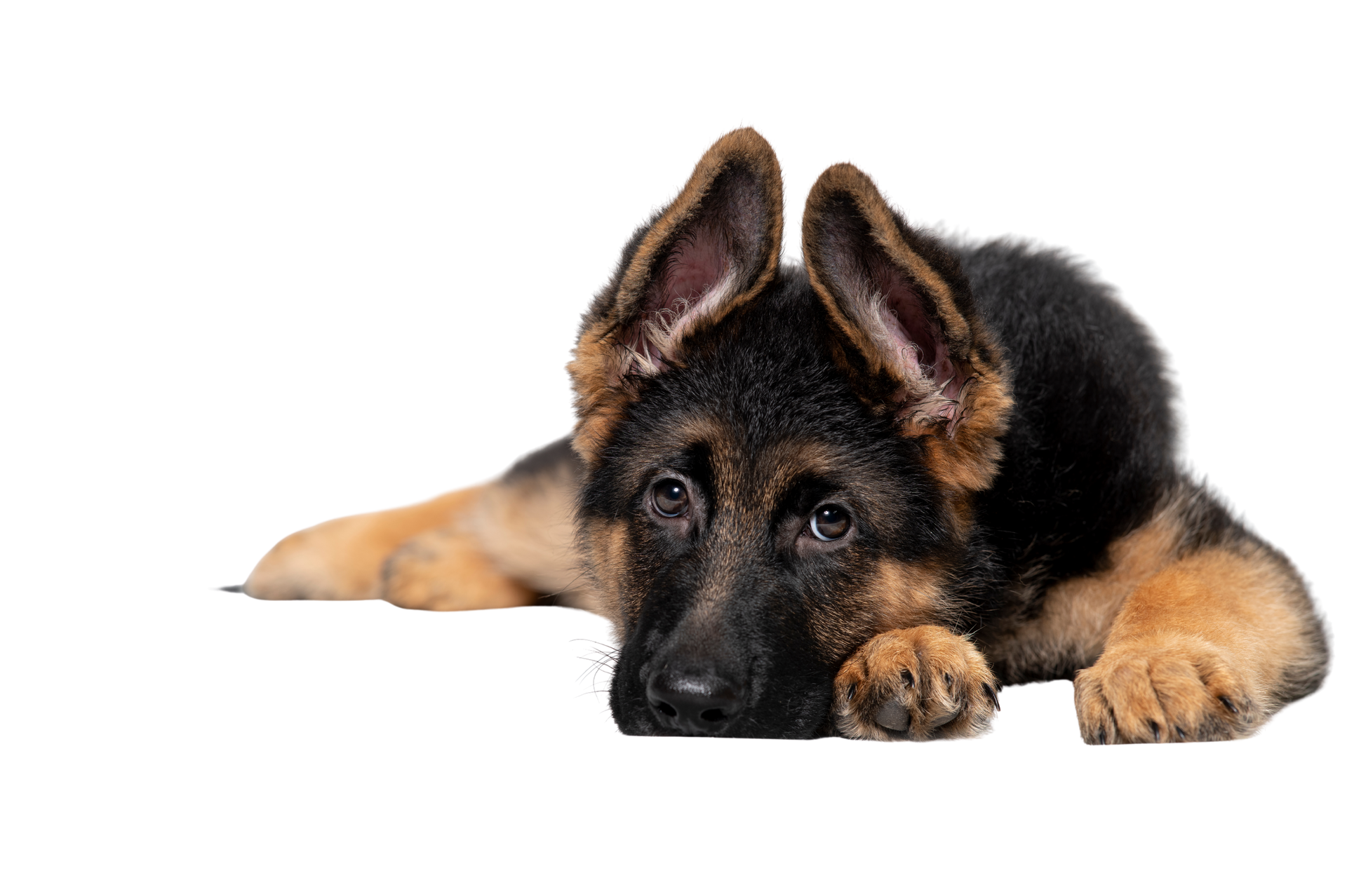German Shepherd puppy lying down, head resting on paws, brown and black fur.