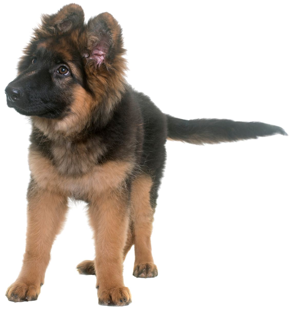 German Shepherd puppy, black and tan, standing and looking left, tail out.
