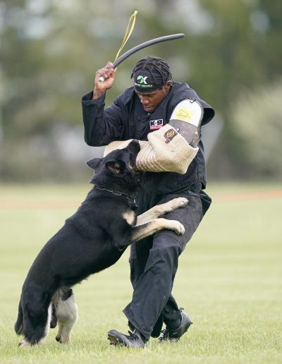 A dog bites a man's padded arm during training. Man is swinging a stick outdoors.