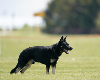 Black and tan German Shepherd dog standing on grass, mouth open, outdoors.