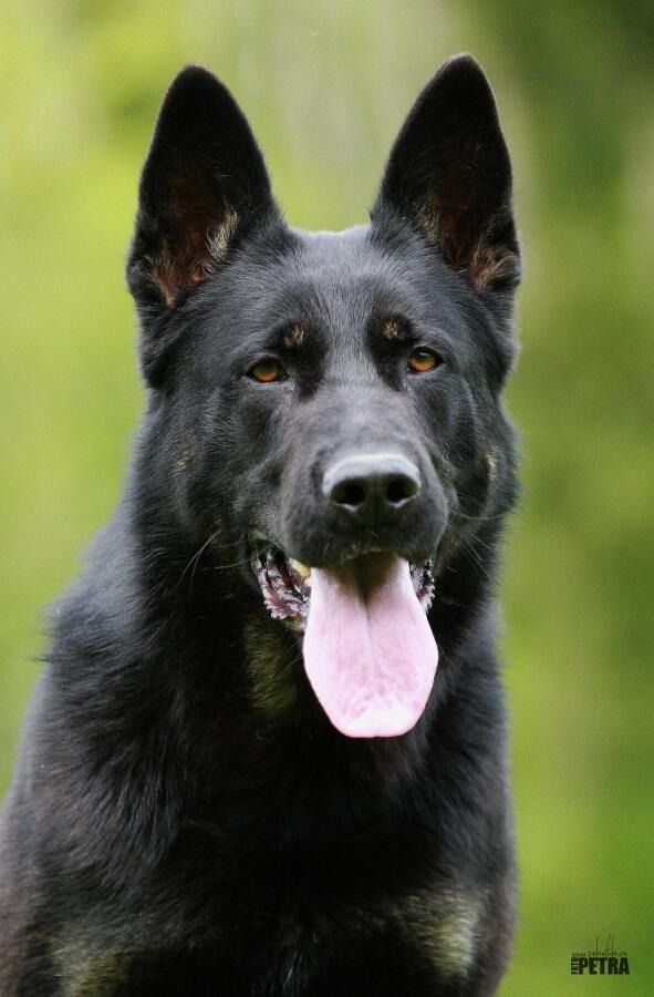 The black dog is sticking out its tongue.