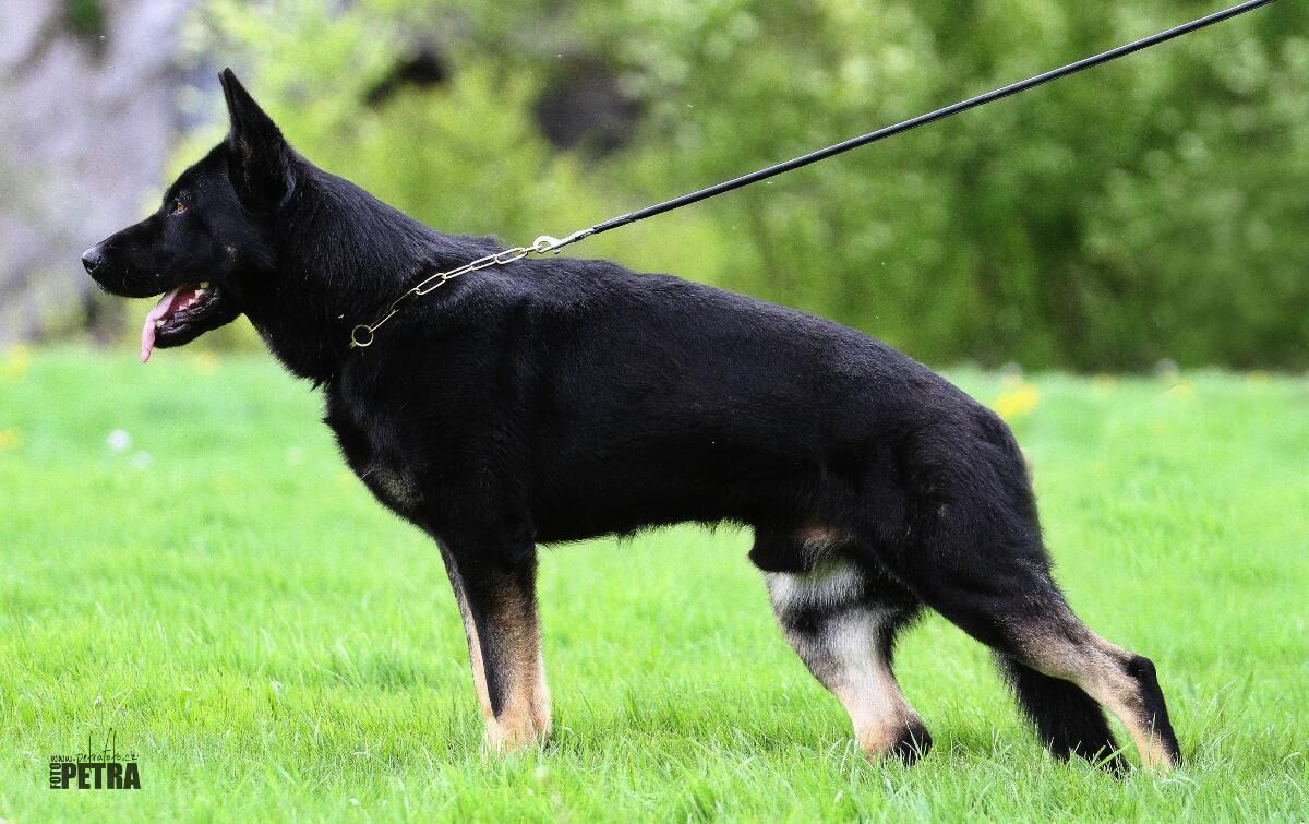 A black dog is in a grassy park.