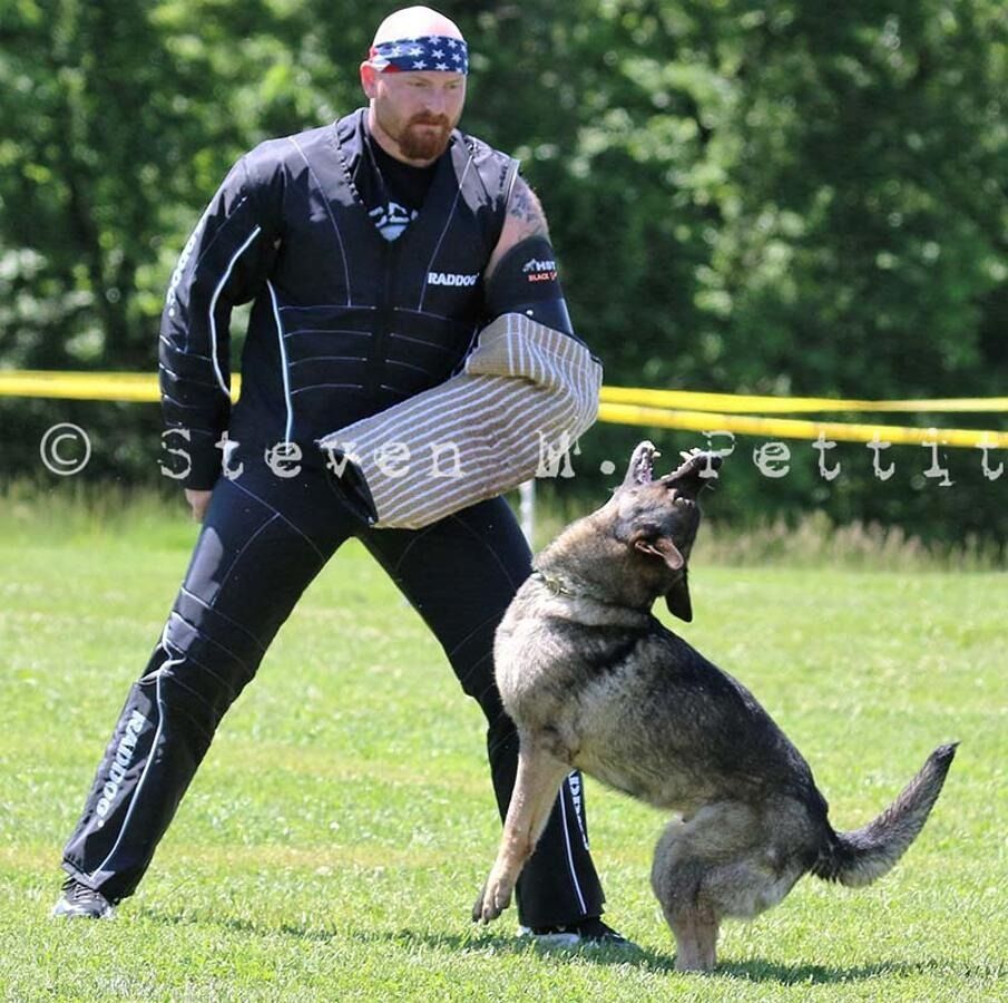 A man is training a dog with the padded arm.