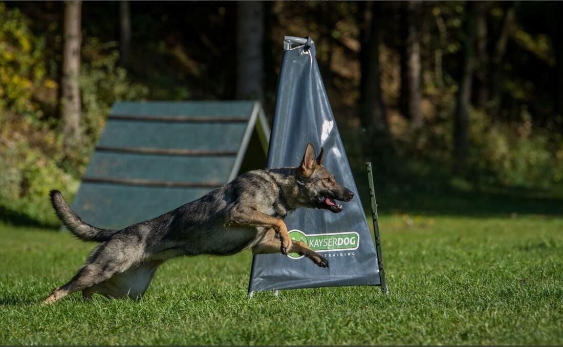 The German Shepherd jumping for training.