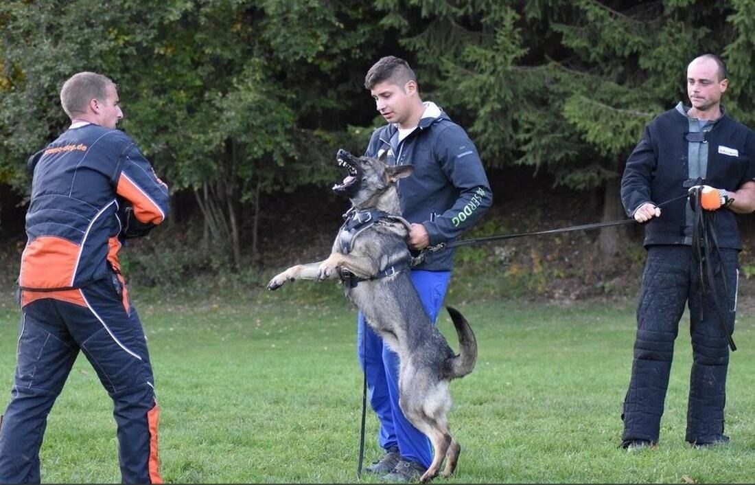 A man is holding the dog to train the stage.