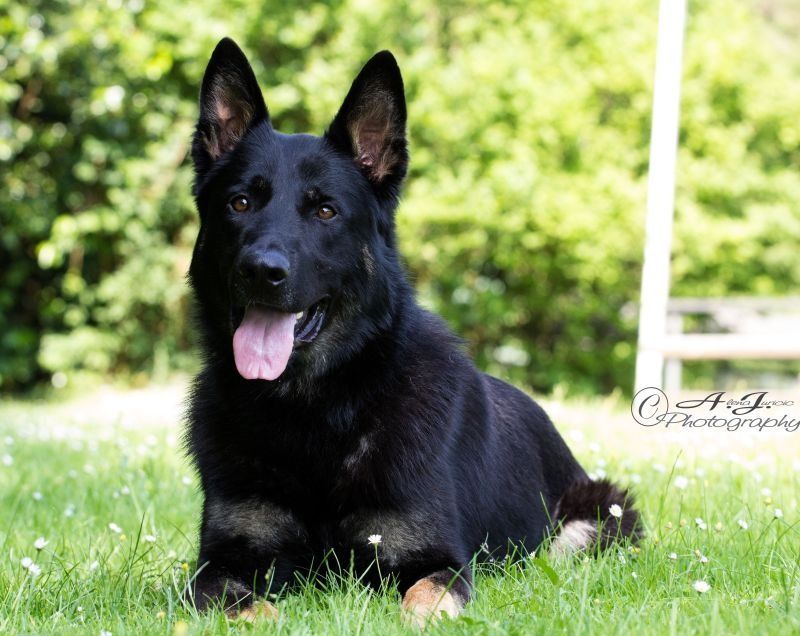 Black and tan German Shepherd sits on the green grass and trees in background.
