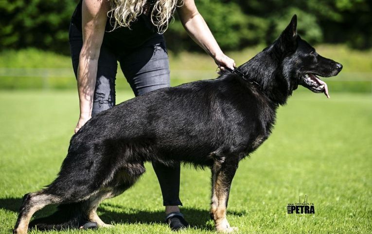 Black and tan German Shepherd dog is ready for something.