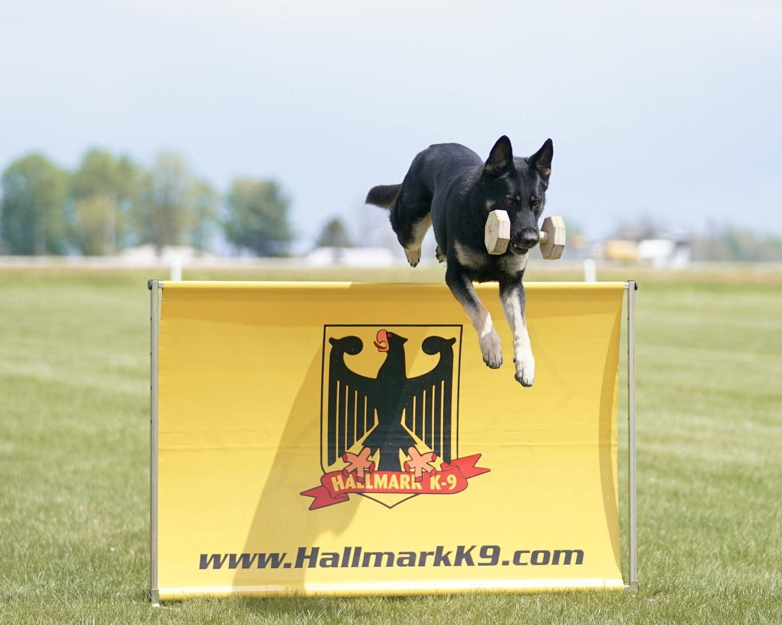 Black and tan German Shepherd dog jumping, holding the dumbbell.