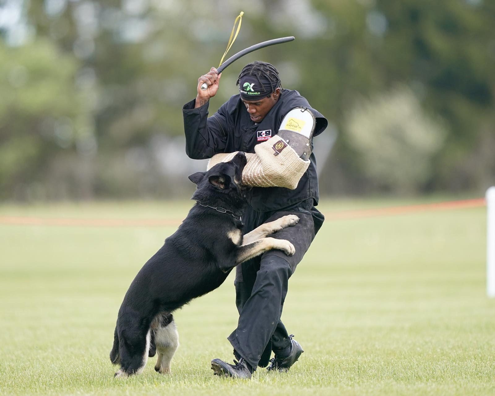 Black and tan German Shepherd holding the right arm of the trainer while training. 