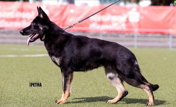 A lady and a dog is walking.