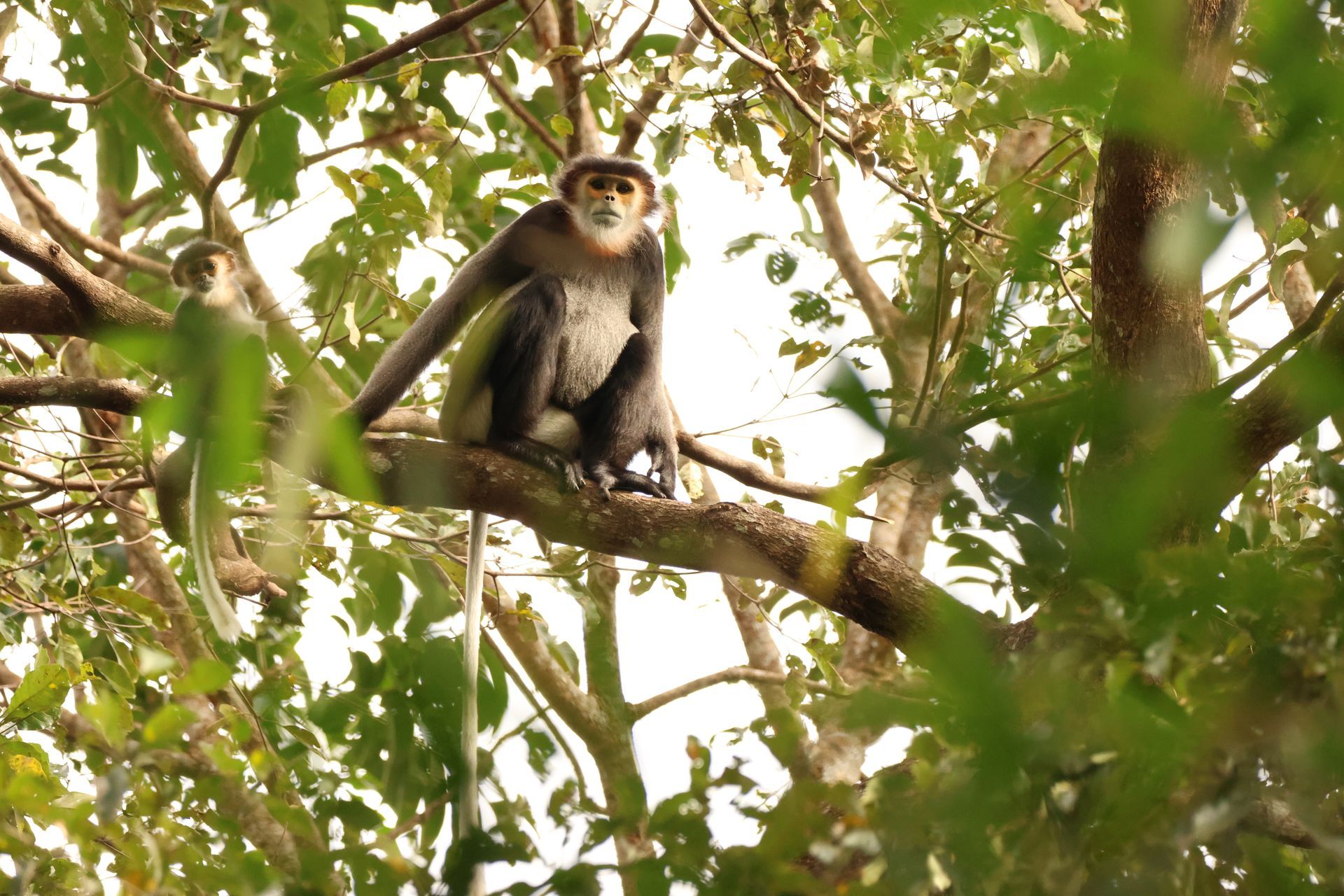 black shake dungur svc stays
