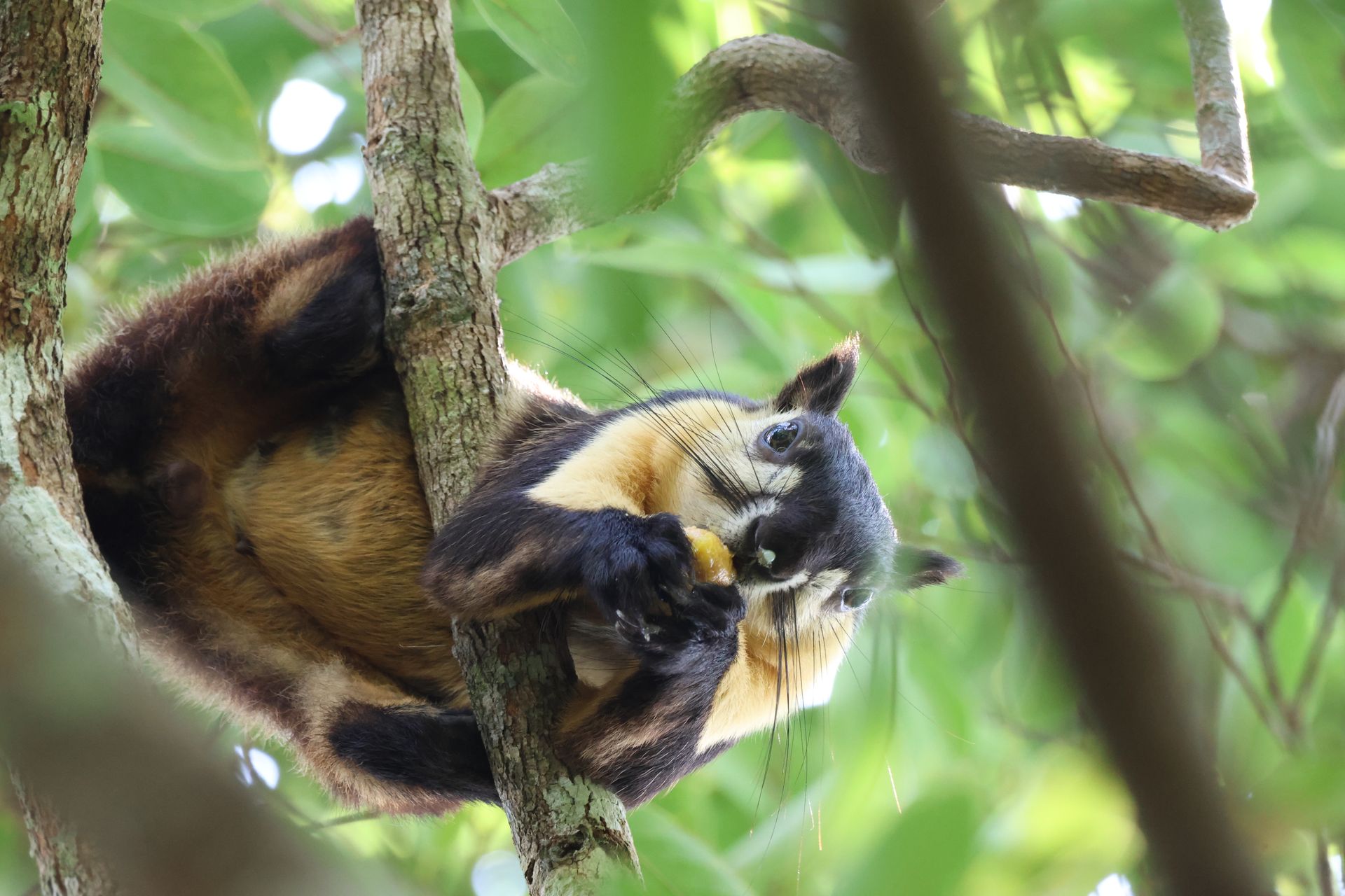 black gianr squirrel svc stays
