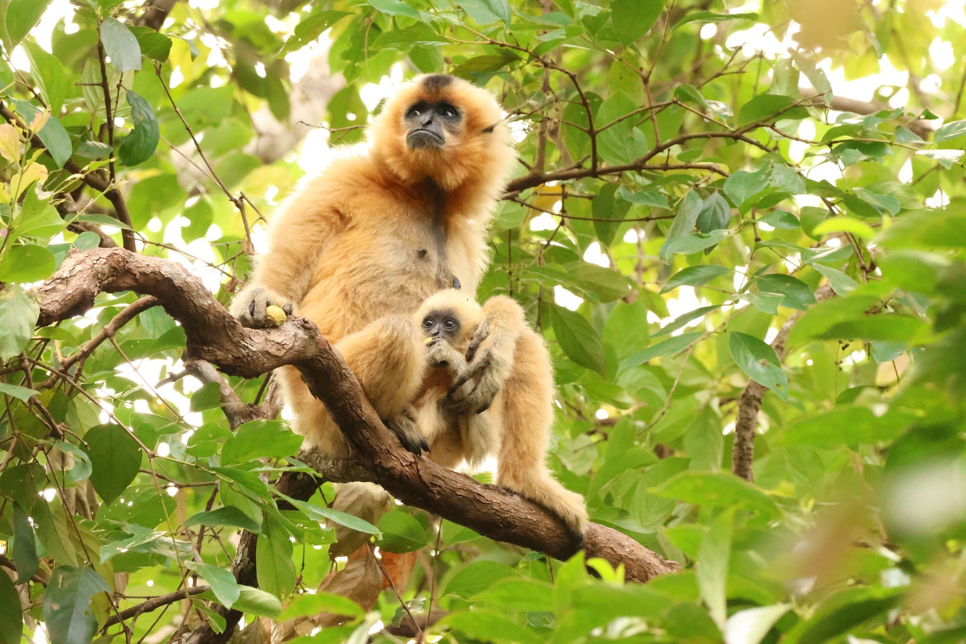 gibbon mother svc stays