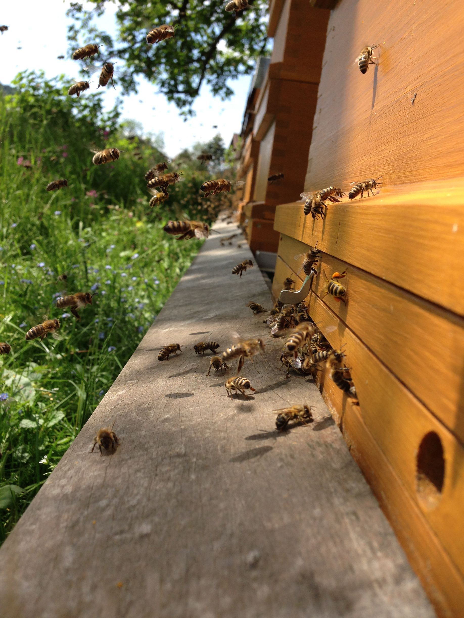 Bienen rund um einen Bienenstock