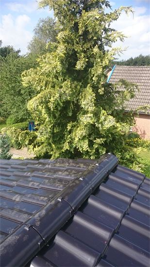Auf dem Dach eines Hauses wächst ein Baum.