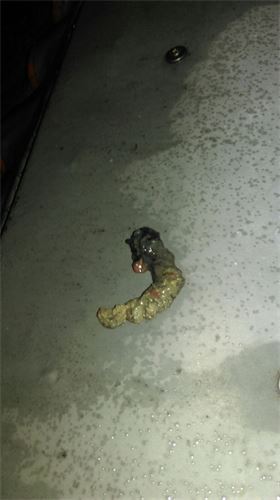 Eine Nahaufnahme vom Kot einer Schlange auf dem Boden.