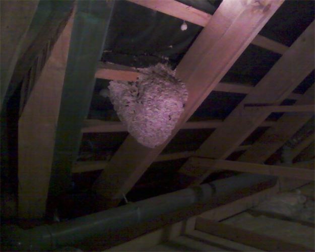 Ein großes Nest hängt von der Decke eines Gebäudes