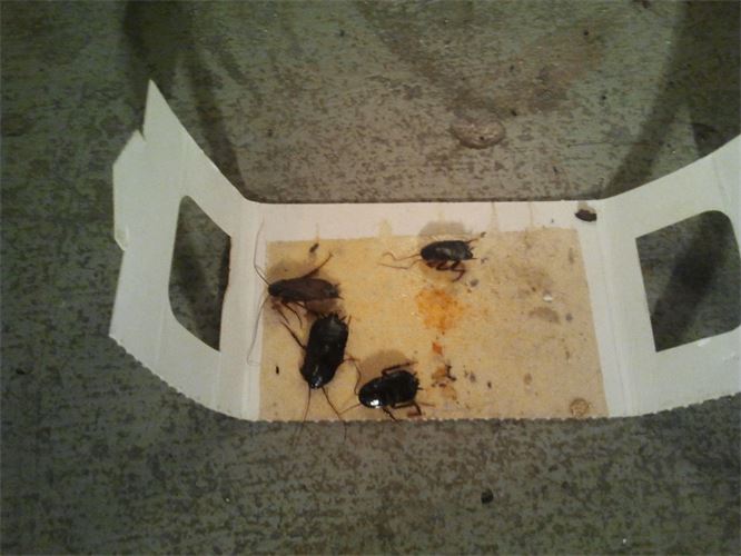 Drei Kakerlaken sitzen auf einem Stück Papier