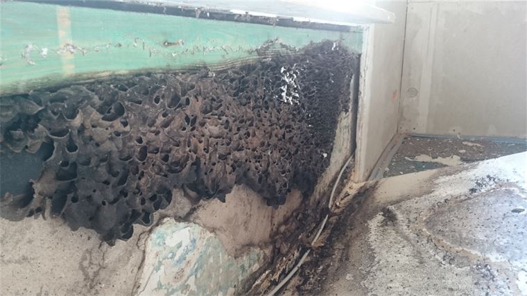 An der Seite eines Gebäudes wächst ein Termitennest.