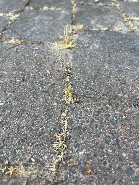 Eine Nahaufnahme eines Ziegelpflasters, aus dem Gras wächst.