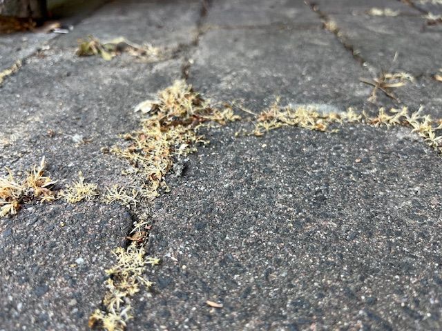 Eine Nahaufnahme eines Ziegelwegs mit viel Moos darauf.