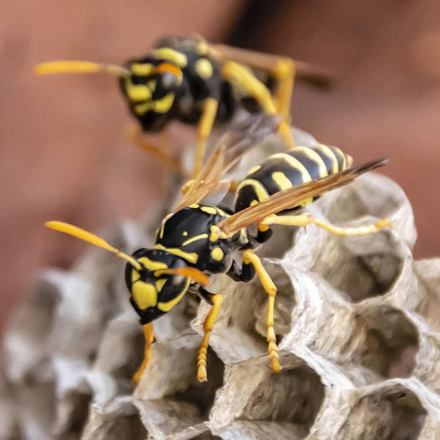 Zwei Wespen verlassen Ihr Wespennest. Wenn Sie ein solches Nest entdecken, beauftragen Sie eine Schädlingsbekämpfung in Neumünster. Zwei Wespen verlassen Ihr Wespennest. Wenn Sie ein solches Nest entdecken, beauftragen Sie eine Schädlingsbekämpfung in Neumünster.
