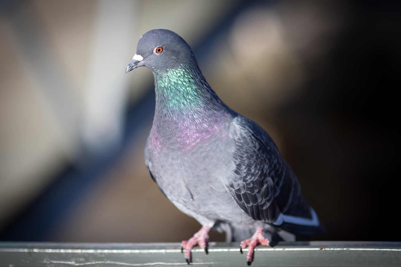 Eine Taube, die auf einem Geländer sitzt. Eine Taube, die auf einem Geländer sitzt. Als Kammerjäger nahe Kiel helfen wir Ihnen bei der Taubenabwehr.