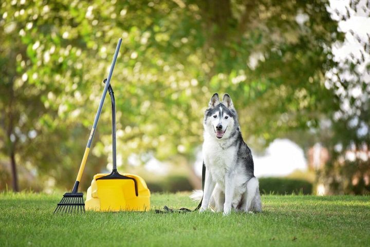 Dog in park