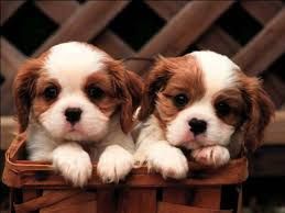 Cute puppies
