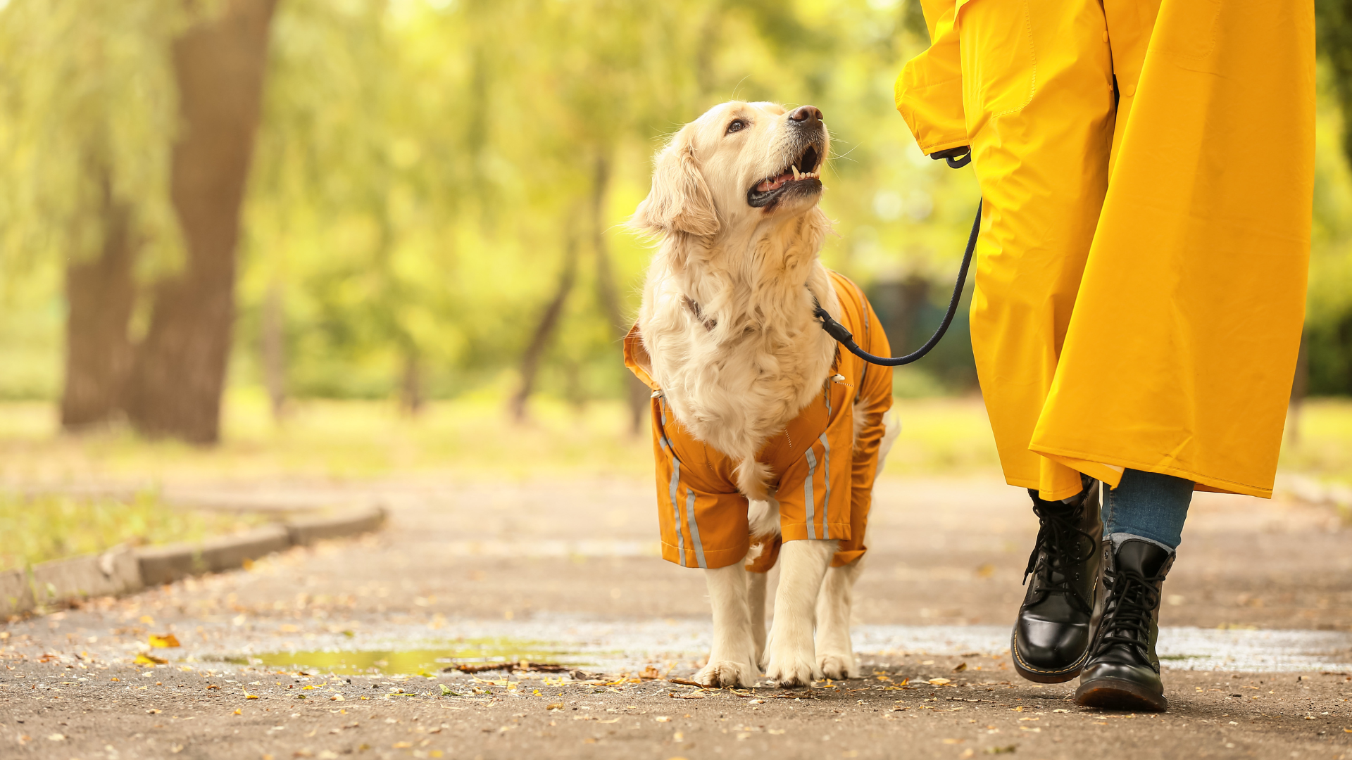 Dog on a walk