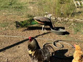 A peacock is drinking water from a hose next to a rooster and a dog.
