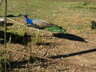 A peacock is standing on the ground in a field.