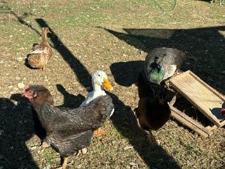 A group of chickens and ducks are standing in the grass.