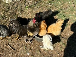 A group of chickens are standing next to each other on the ground.