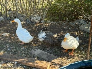 Three ducks are standing next to each other in the dirt.