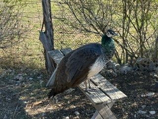 A peacock is standing on a wooden bench.