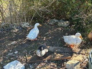 Three ducks are standing next to each other on the ground.