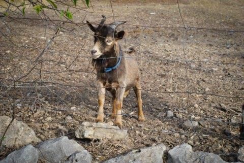 A small goat wearing a blue collar is standing on a rock.