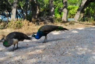 Two peacocks are standing next to each other on a dirt road.