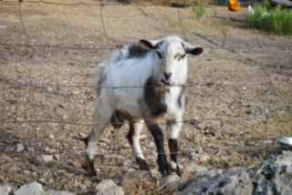 A black and white goat is standing in front of a fence.