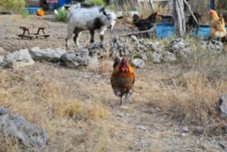 A chicken and a goat are standing next to each other in a field.