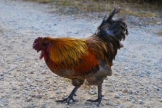 A rooster is standing on a dirt road.