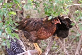 Two chickens are standing next to each other in the woods.